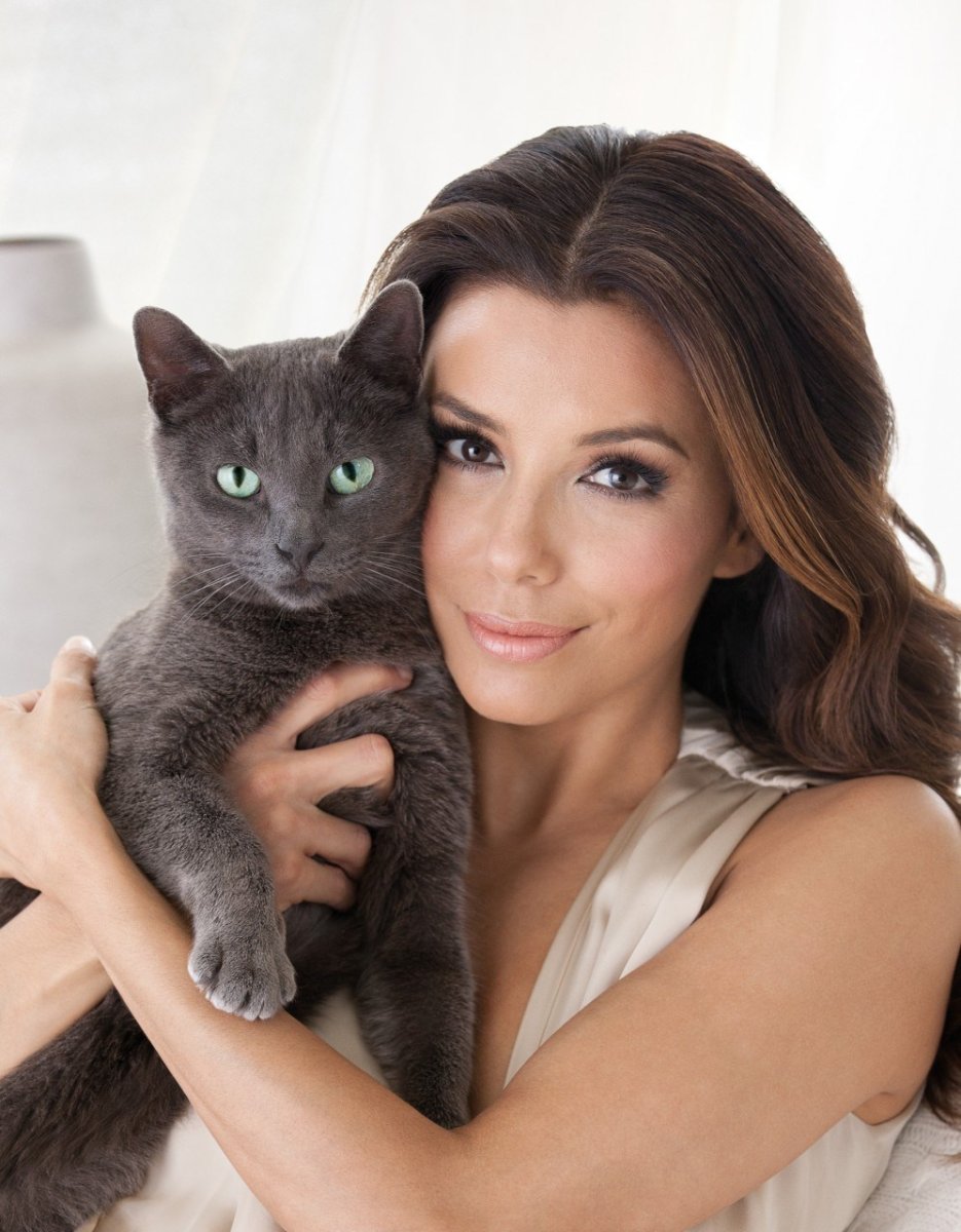 Порода кота из рекламы Шеба