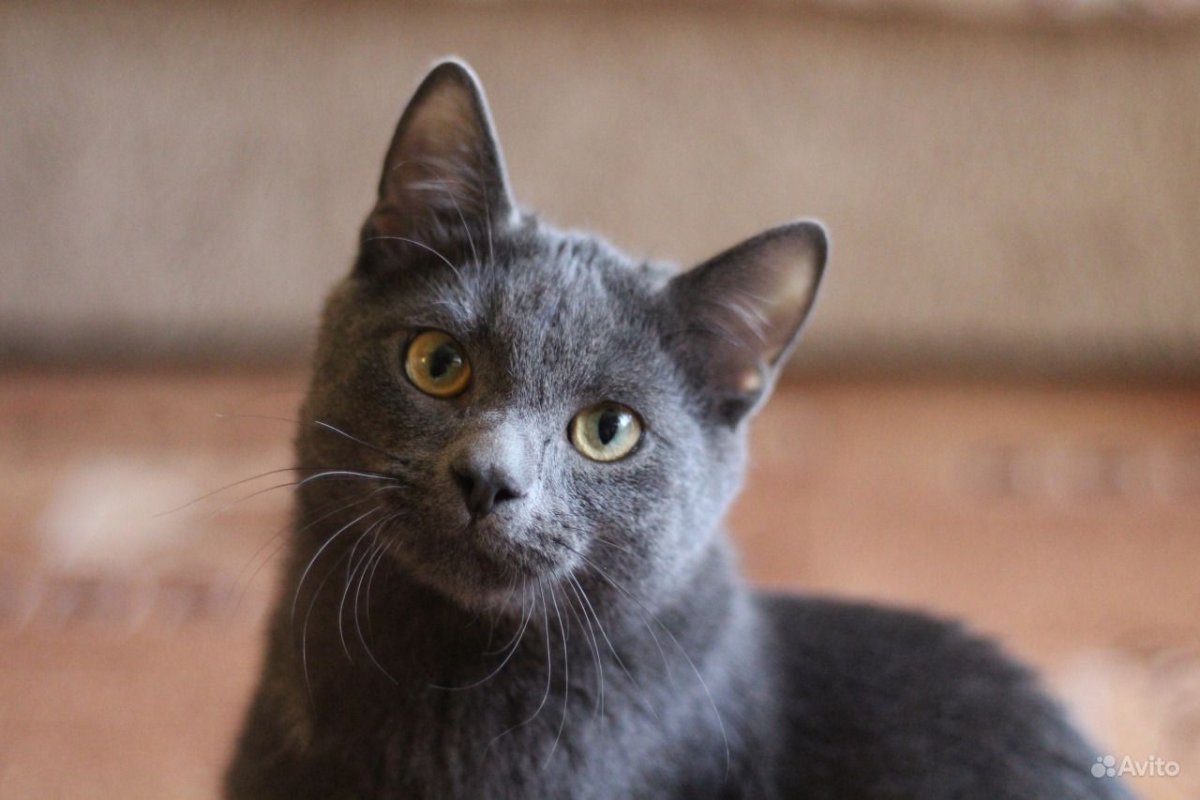 Реклама кошачьего корма Шеба