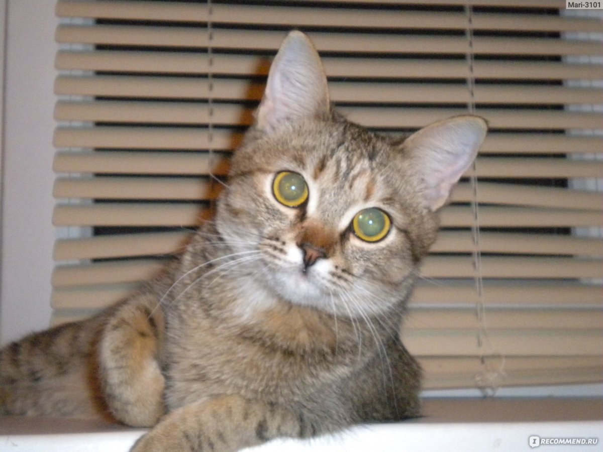 Русская голубая с белым пятном на шее