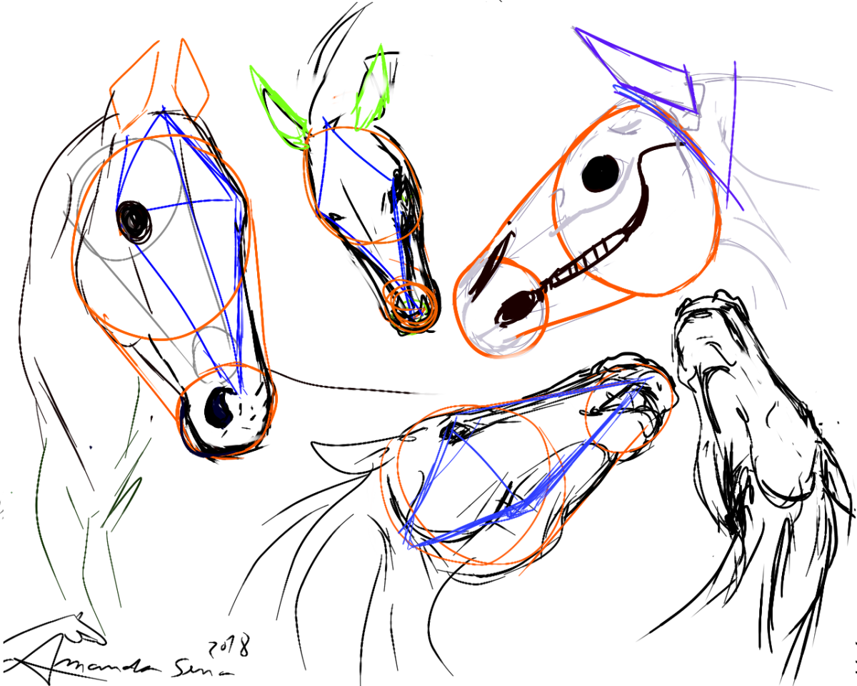 Зрение лошади