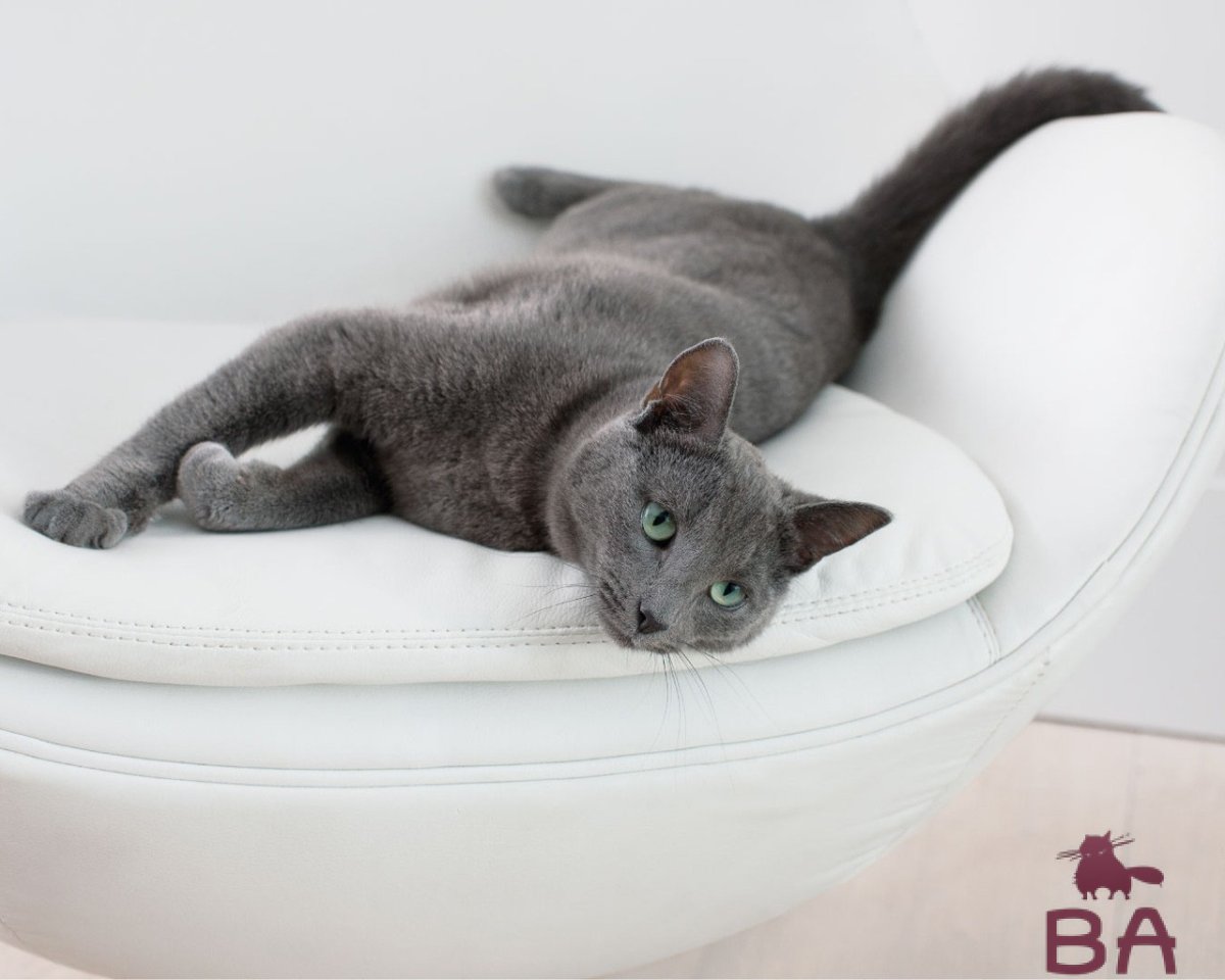 Кошка в рекламе Шеба