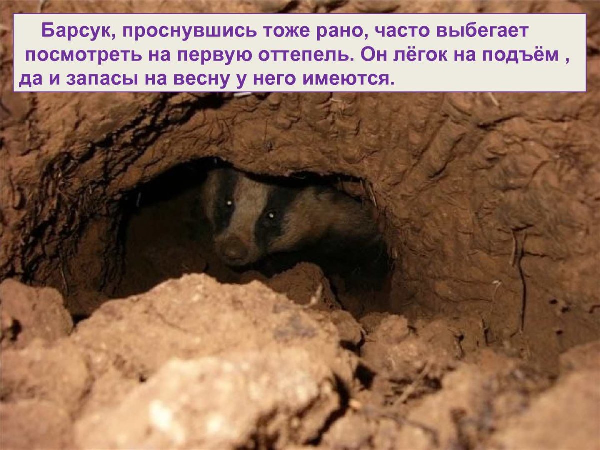 Норка барсука