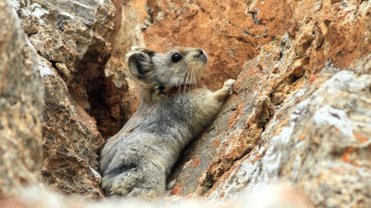 Ili Pika (Илийская пищуха)
