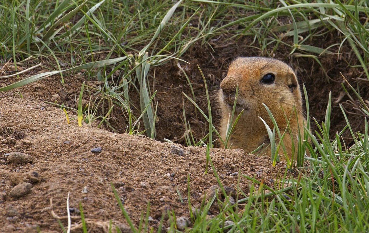 Норки сусликов