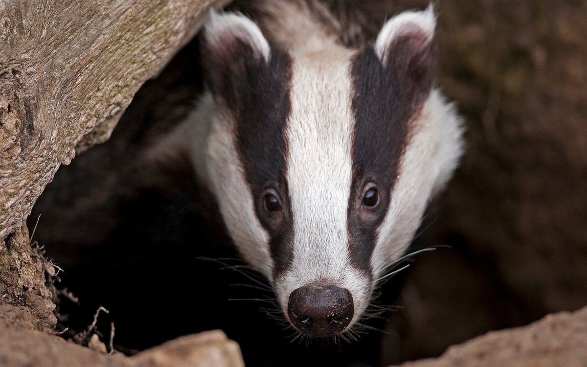 Европейский барсук
