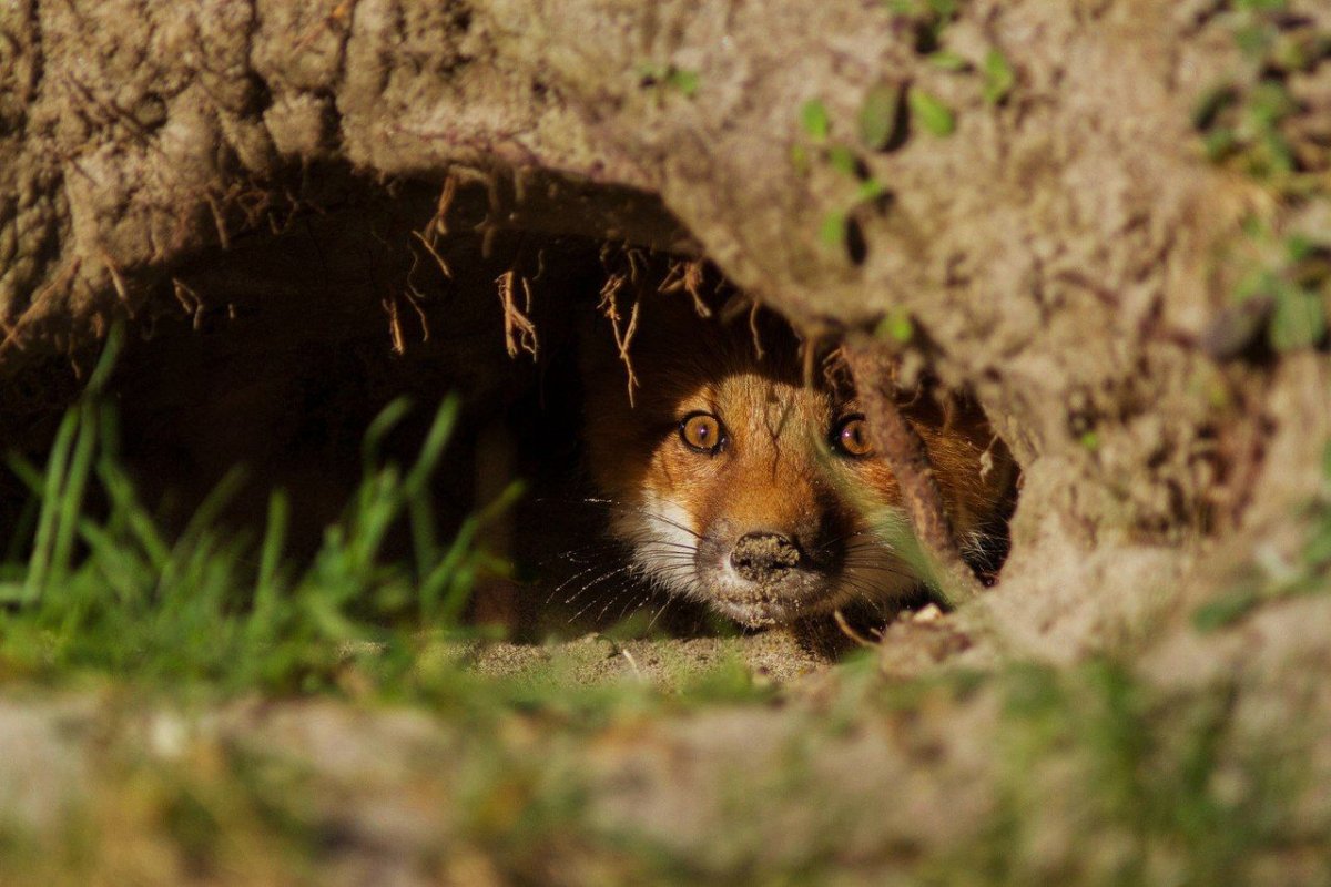 Фон на рабочий стол Лисья Нора