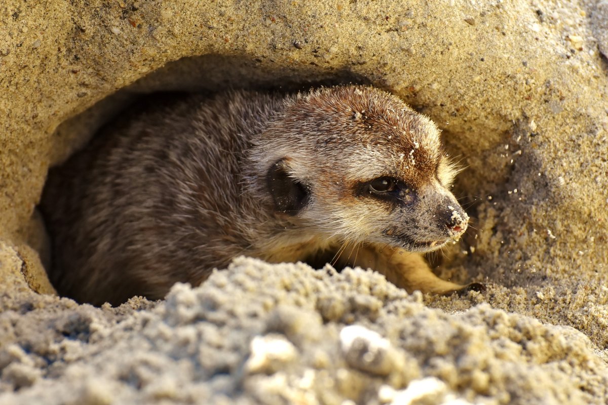 Сурикат в норе