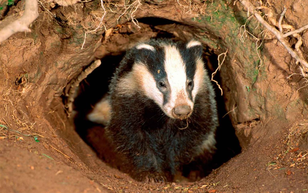 Нора барсука
