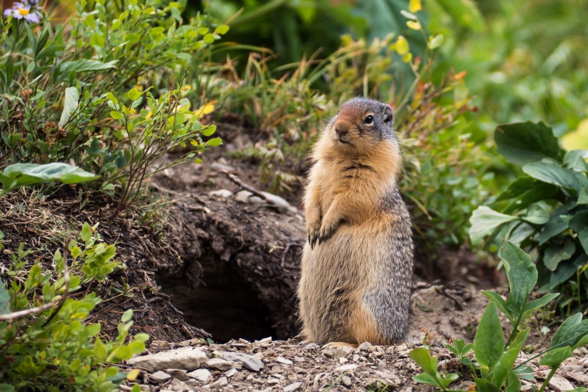 Норка байбака