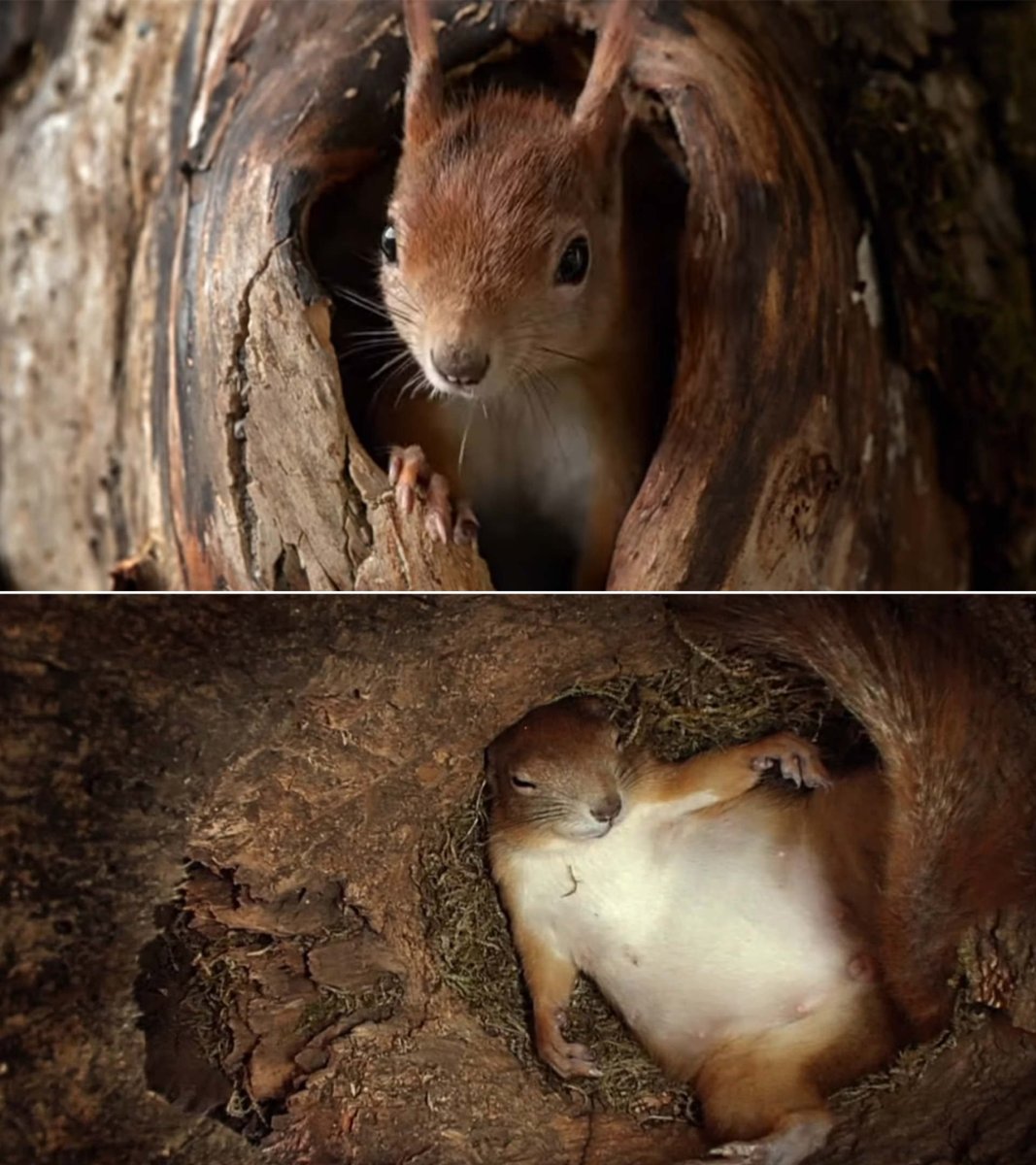 Дупло белки беличье дупло внутри