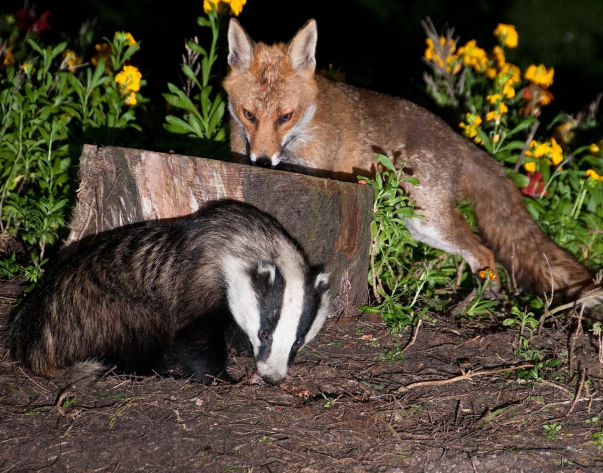 Барсук и лиса
