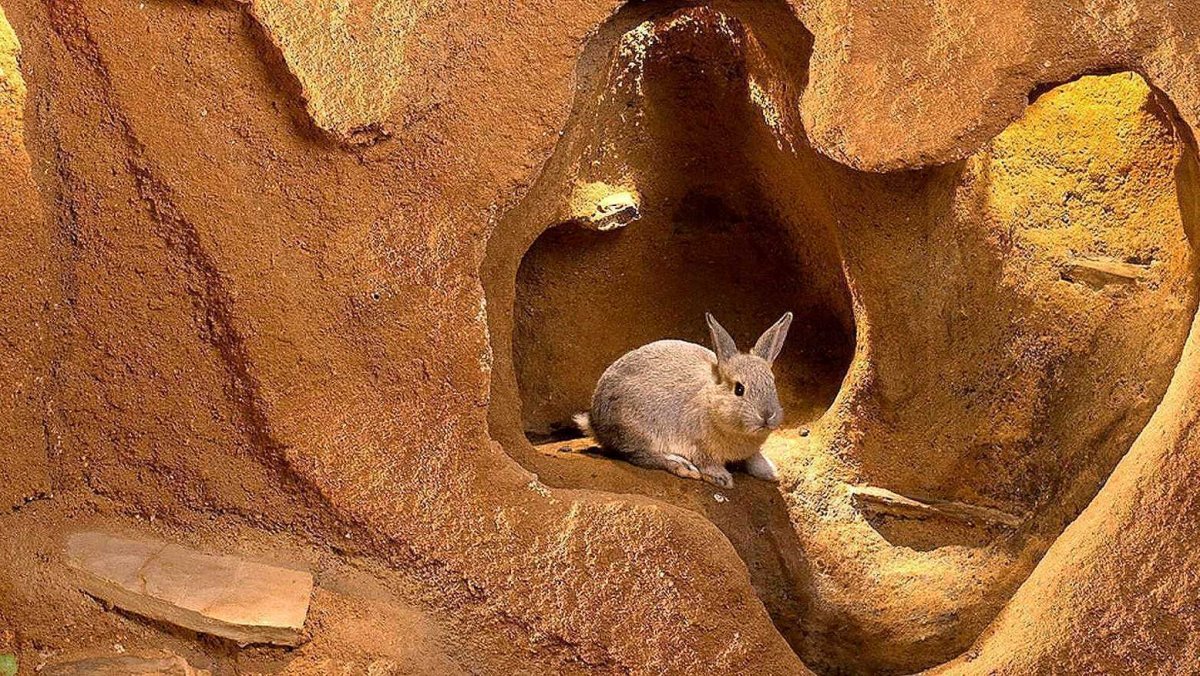 Нора зайца заячья Нора