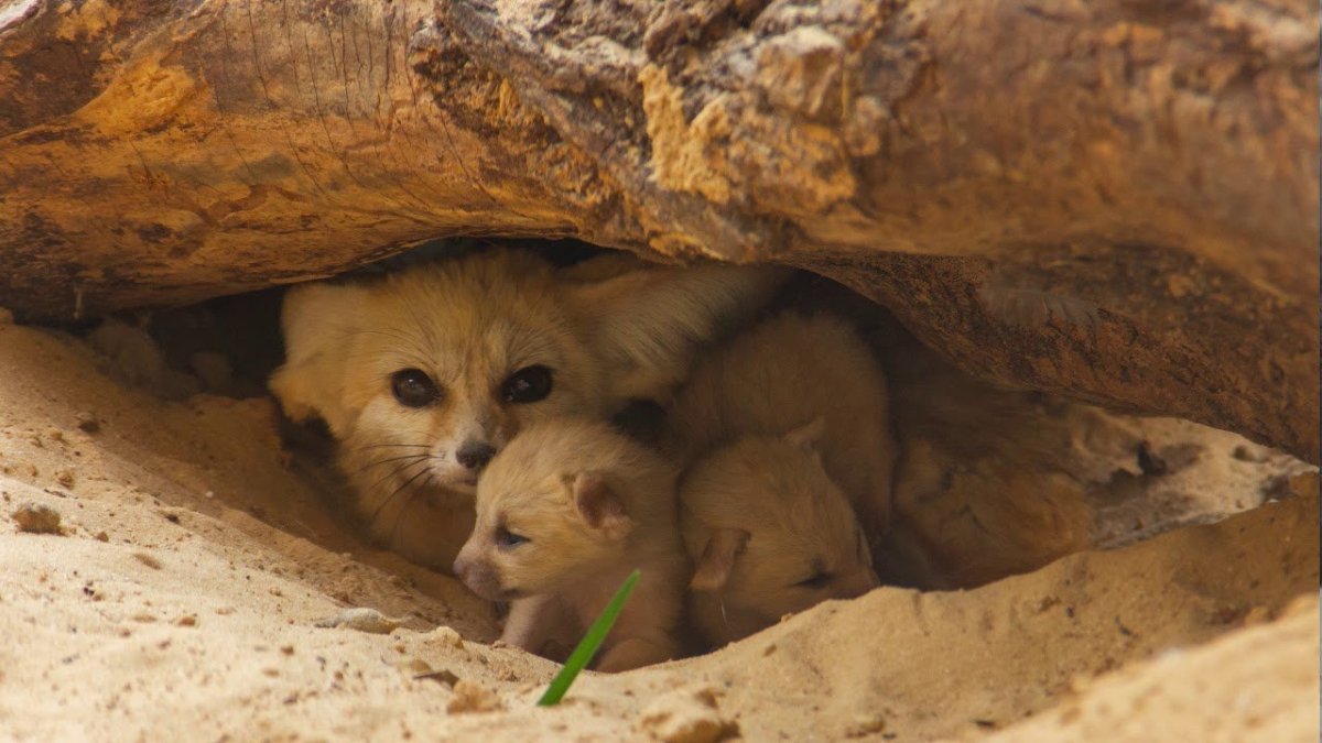 Фенек в норе