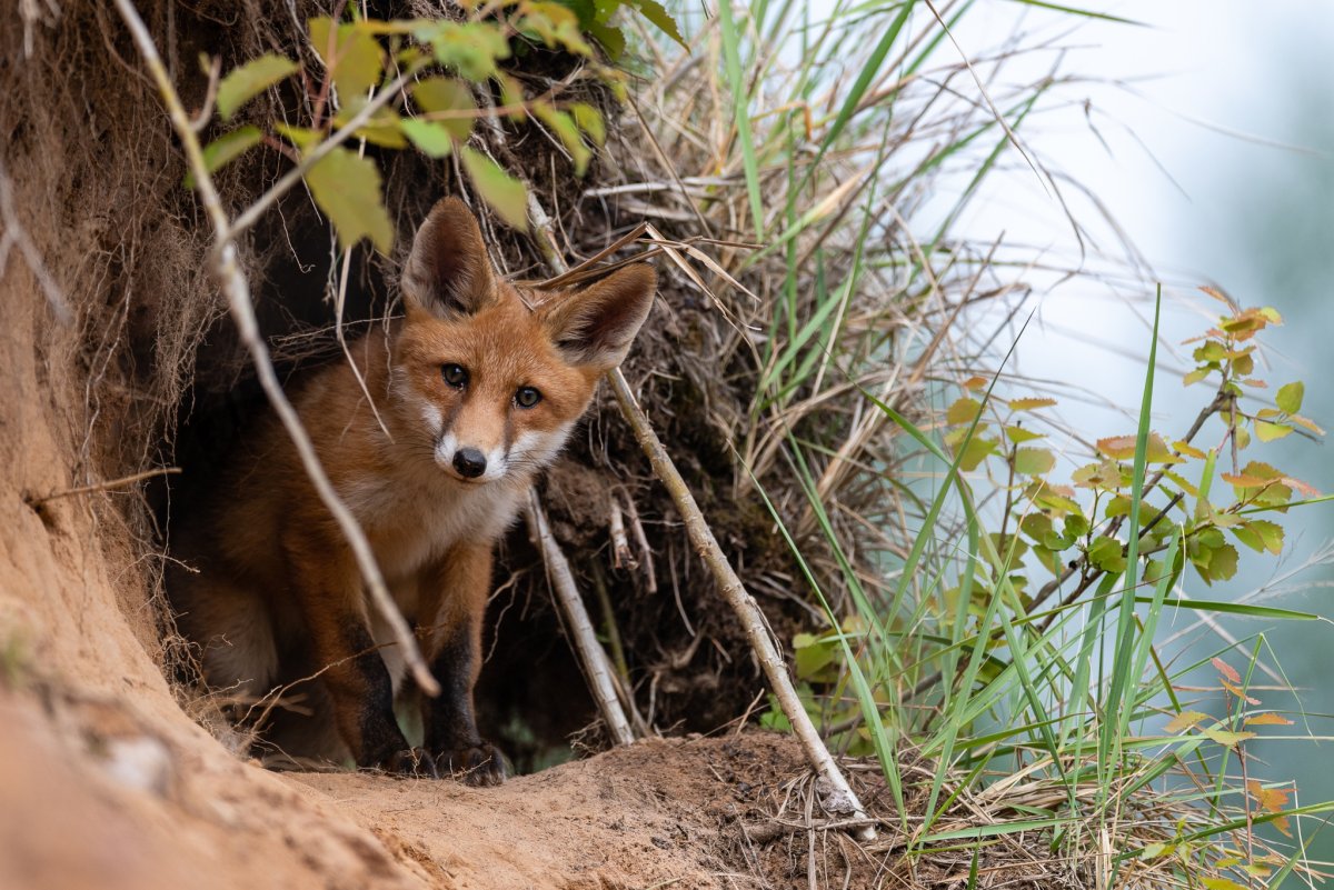 Фокс Лисья Нора