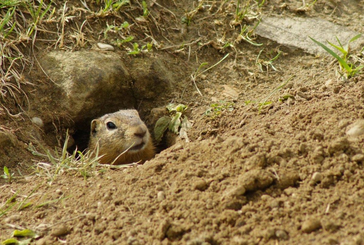 Нора суслика