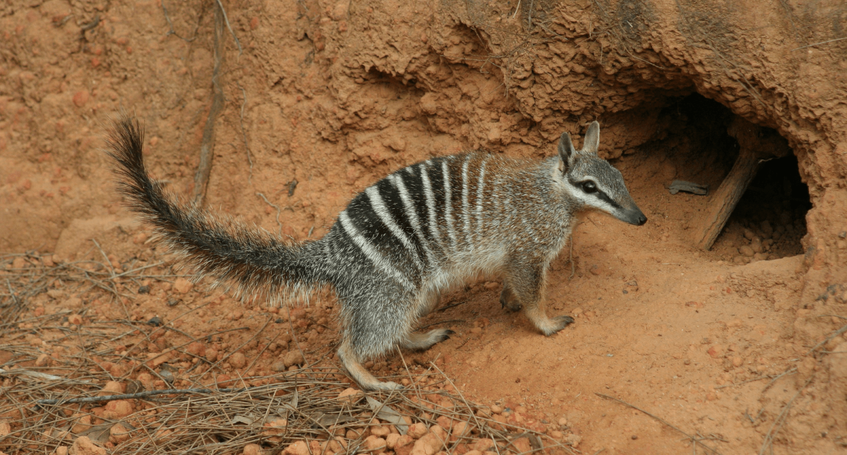 Сумчатый муравьед Австралии