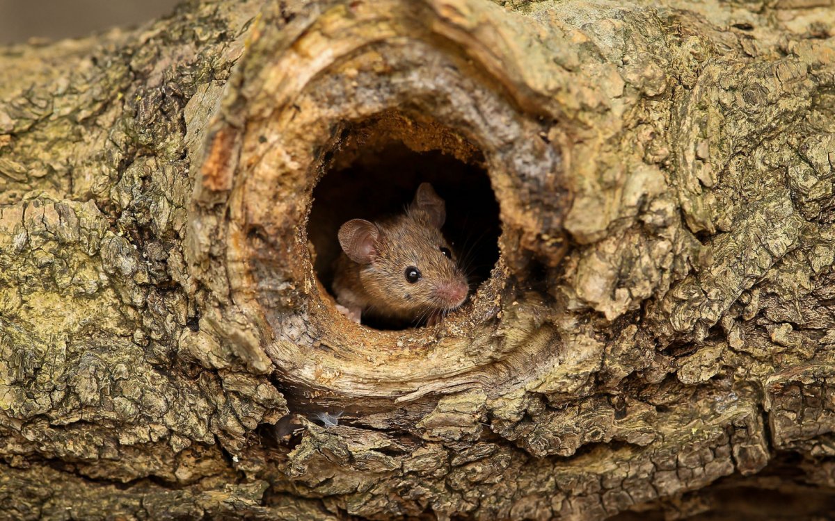 Орешниковая Соня гнездо