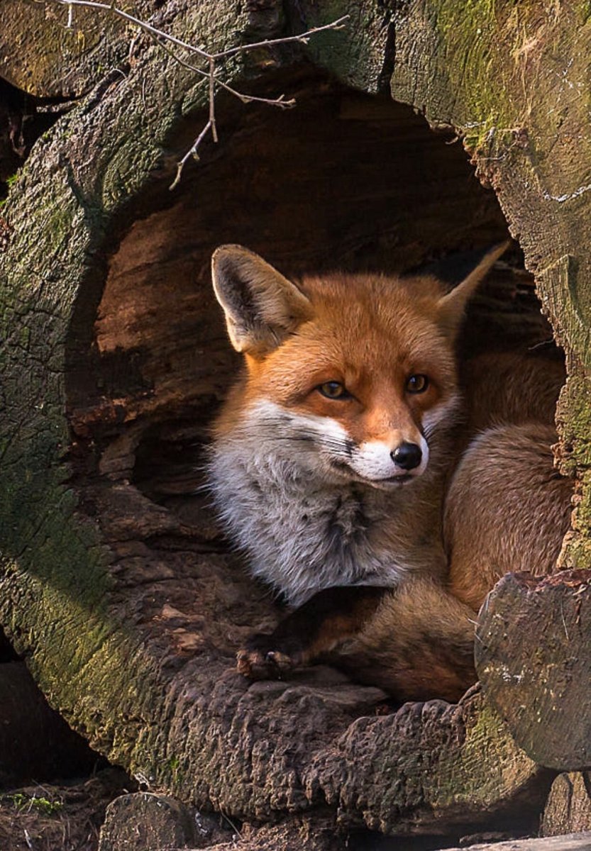 Лисичка Патрикеевна Полярная