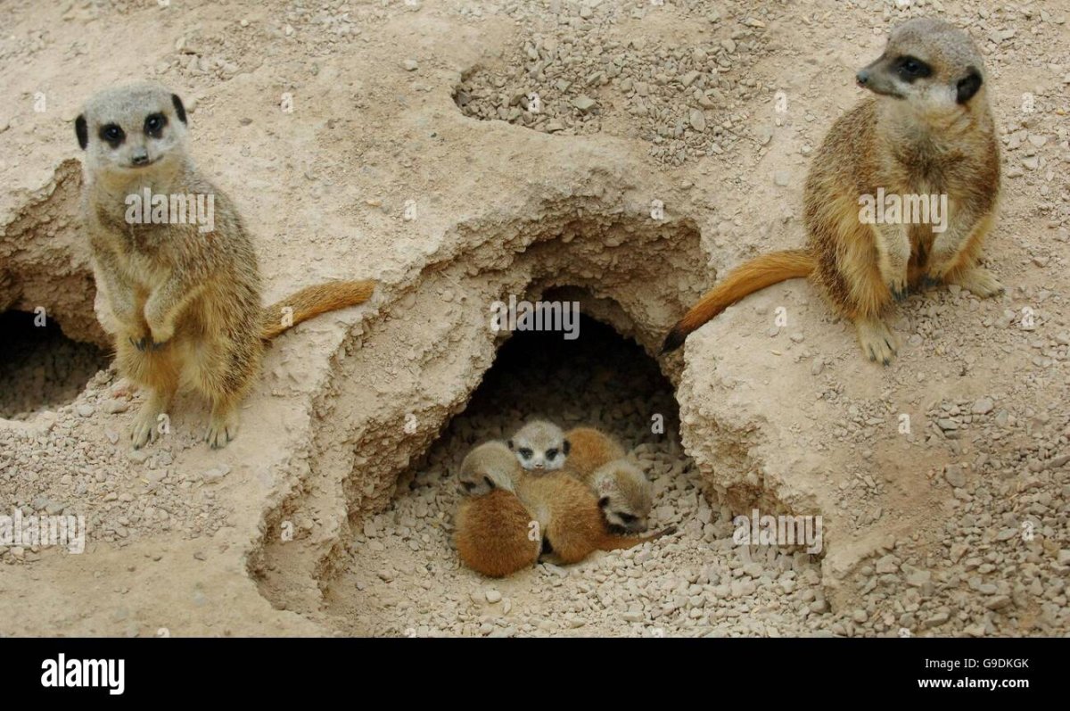 Сурикат в норе