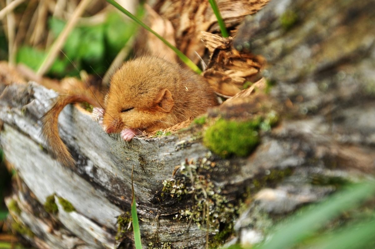 Ореховая Соня зверек