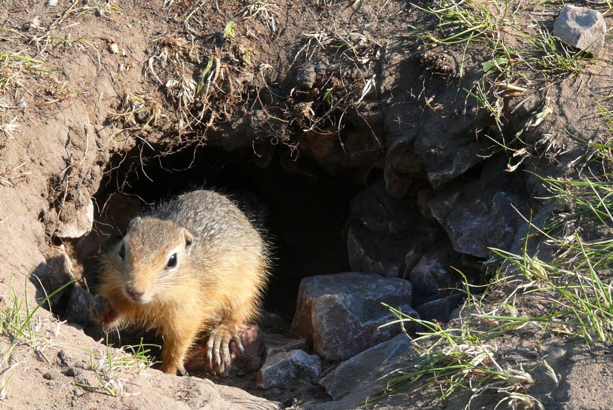 Суслик крапчатый в норе