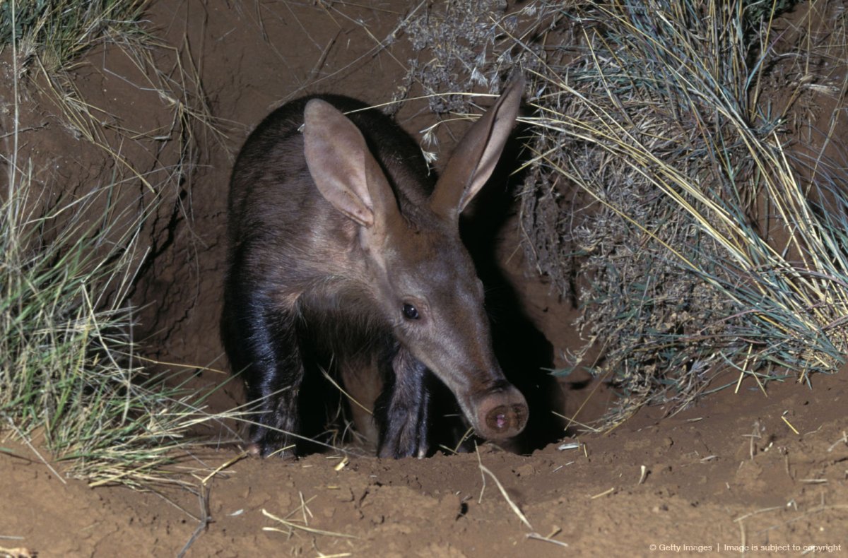 Нора трубкозуба