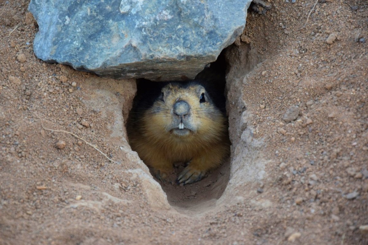 Зверьки живущие в норах