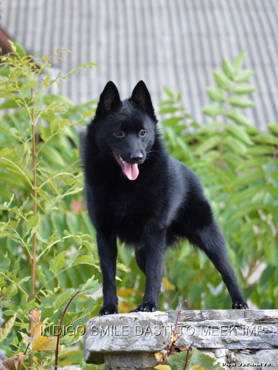 Маленькая черная овчарка шипперке с человеком
