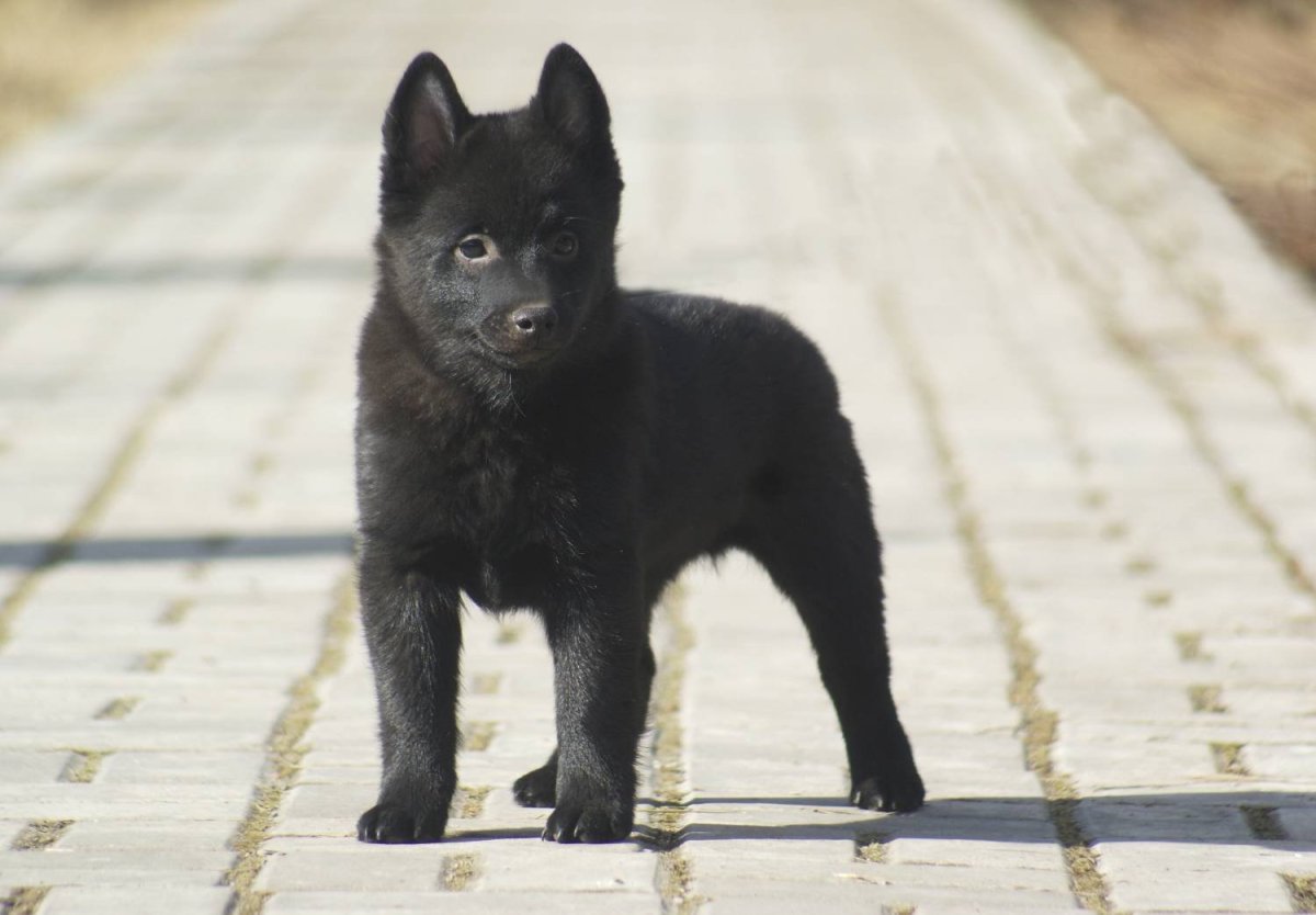 Бельгийская овчарка шипперке