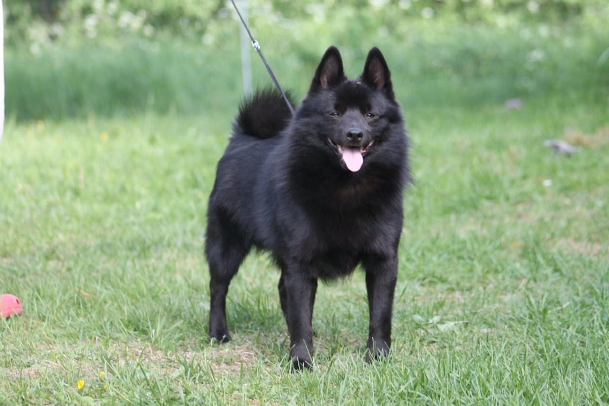 Маленькая Бельгийская овчарка шипперке