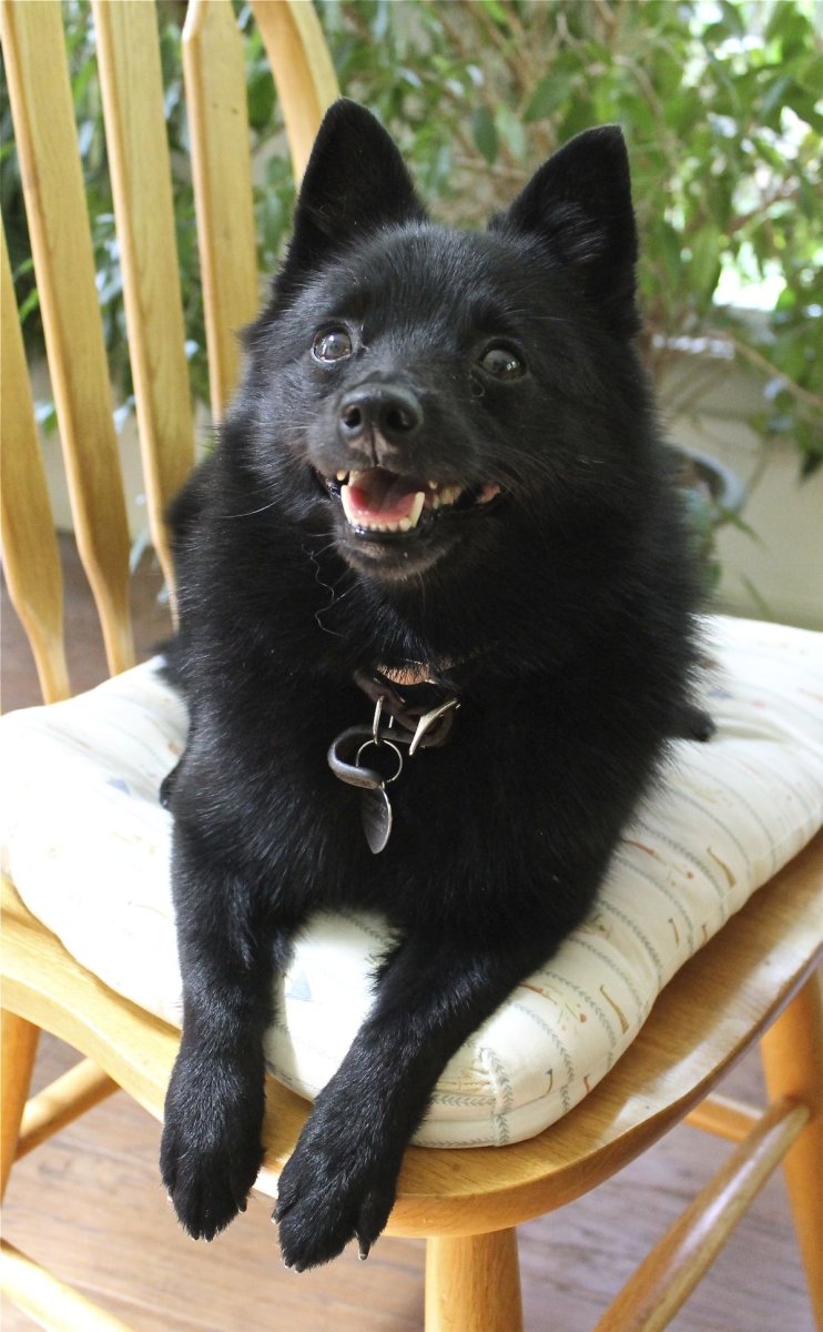 Овчарка шипперке