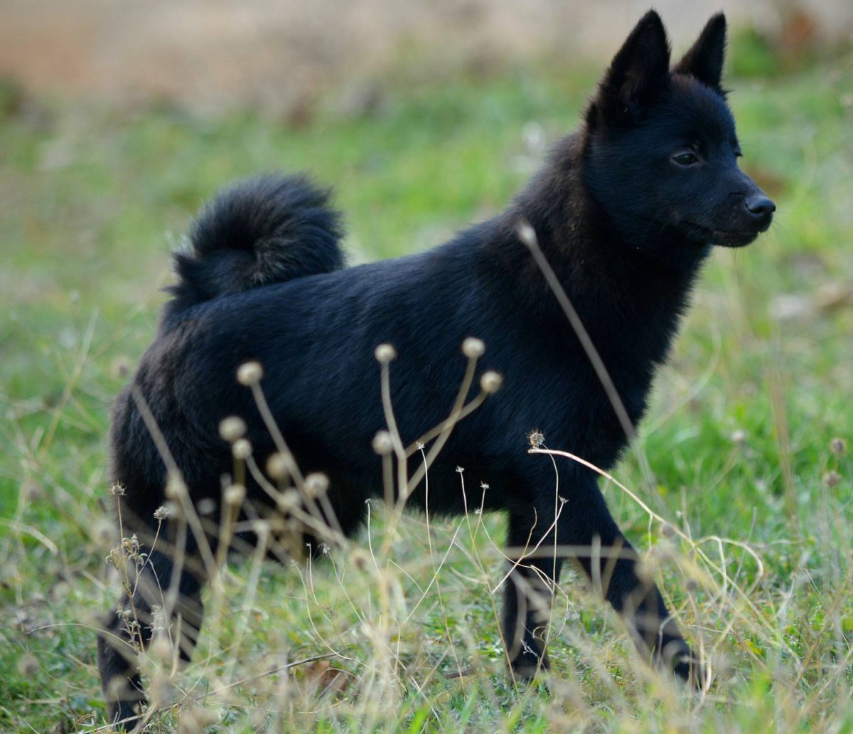 Американский шипперке