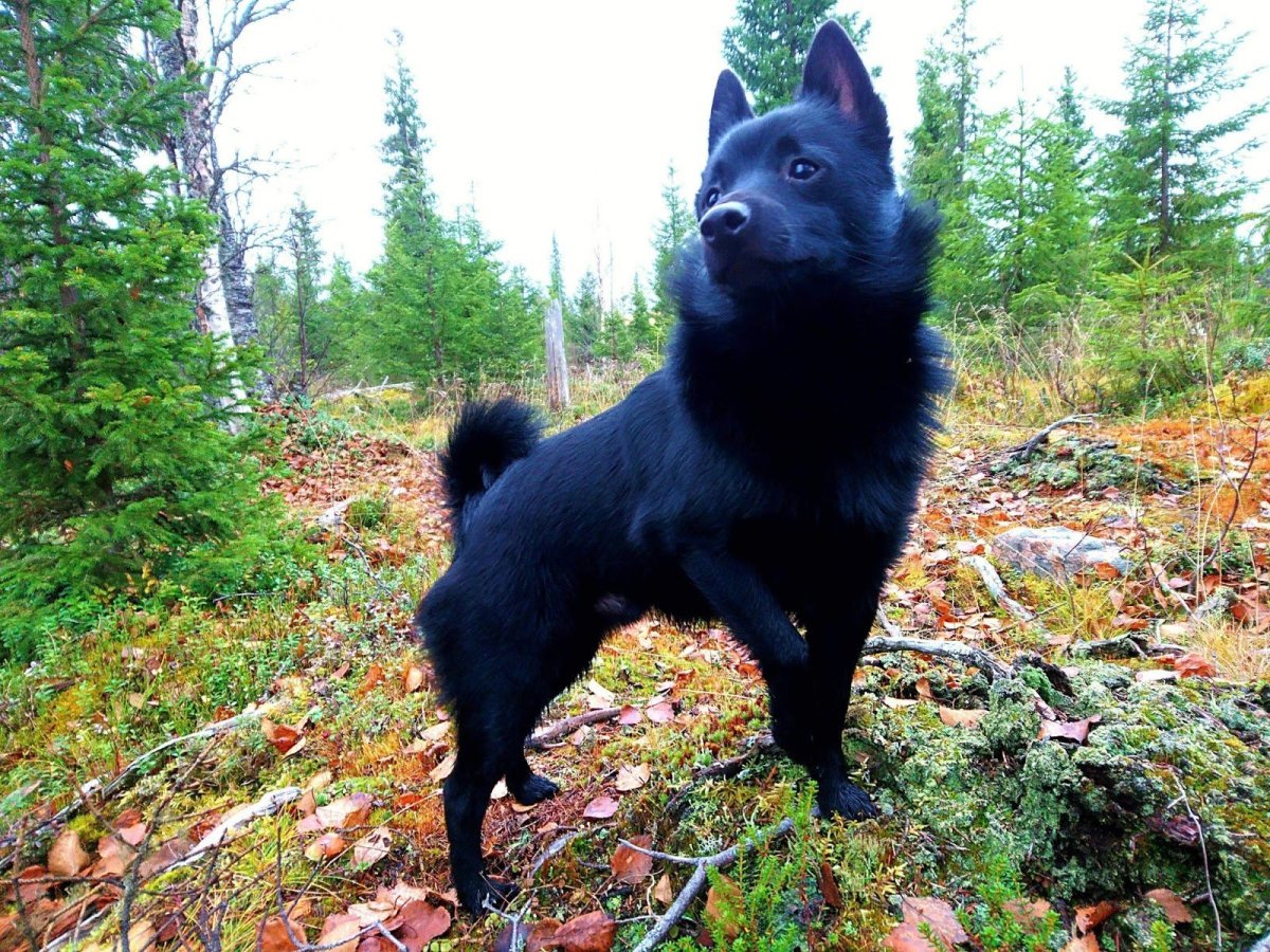 Шипперке кобель размер