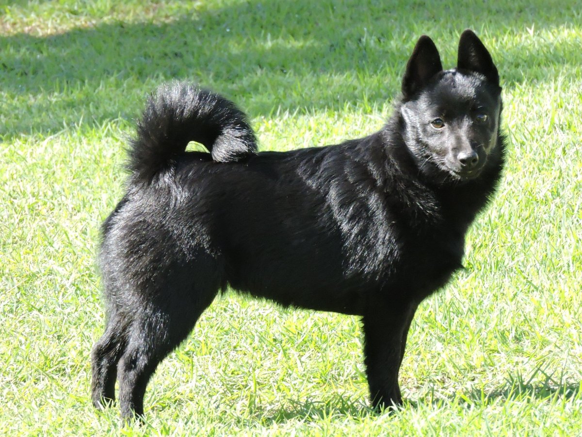 Бельгийская овчарка схипперке