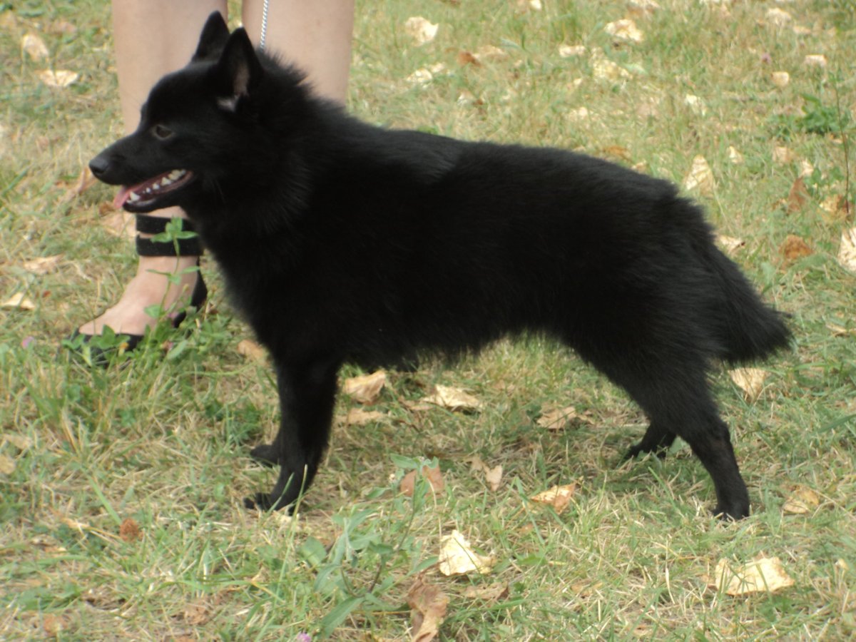 Шипперке кремовый