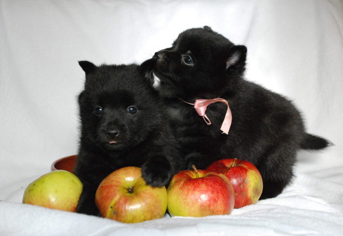 Схипперке шипперке