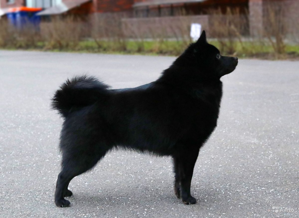 Самая маленькая овчарка шипперке