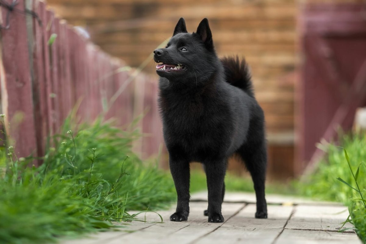 Метис шпица и шипперке