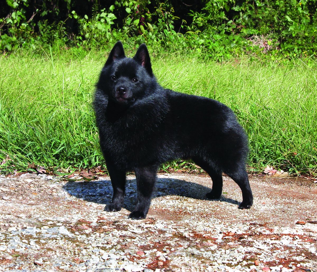 Шекперка Бельгийская овчарка