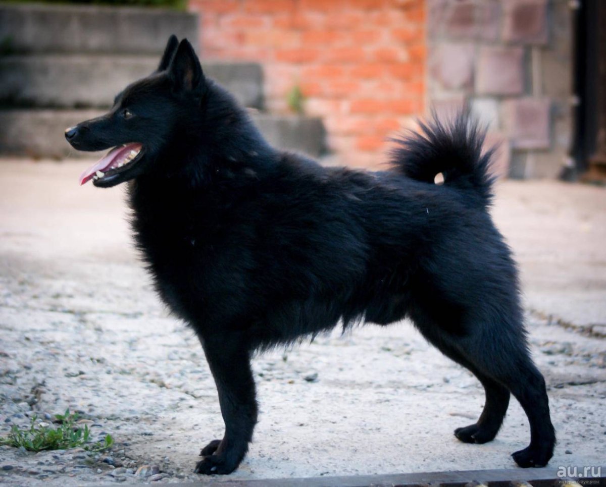 В добрые руки щенка шипперке или шибу недорого без родословной