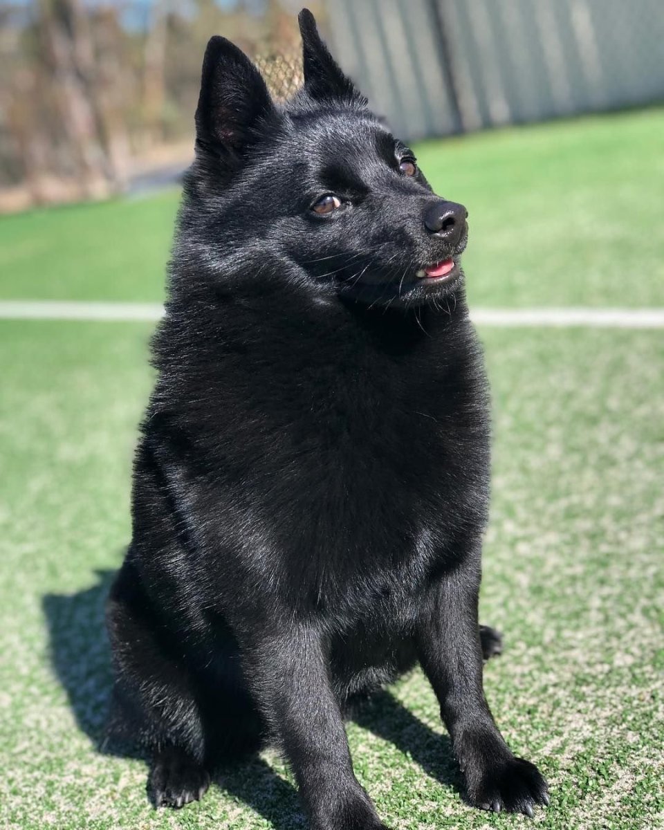 Овчарка шипперке