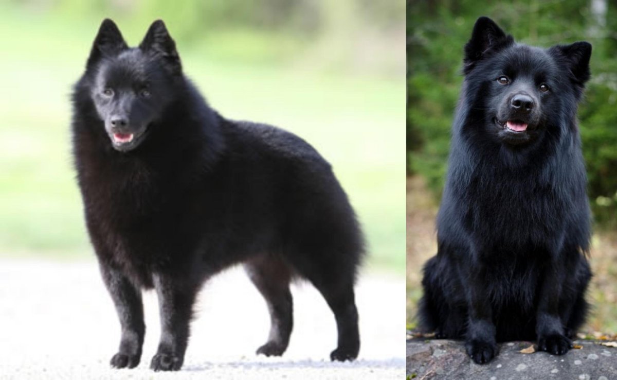 Шипперке хвост