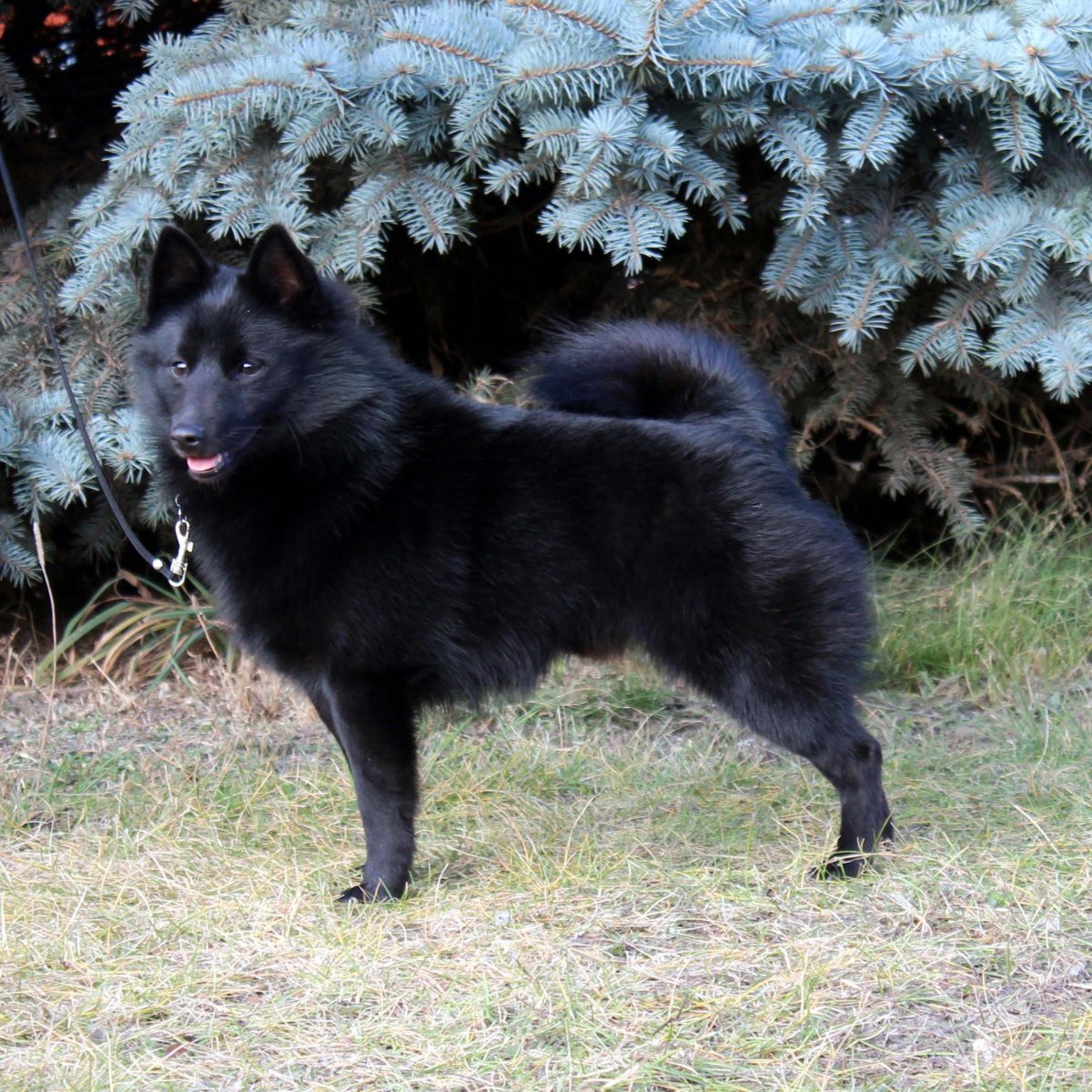 Шиперка Лапландский