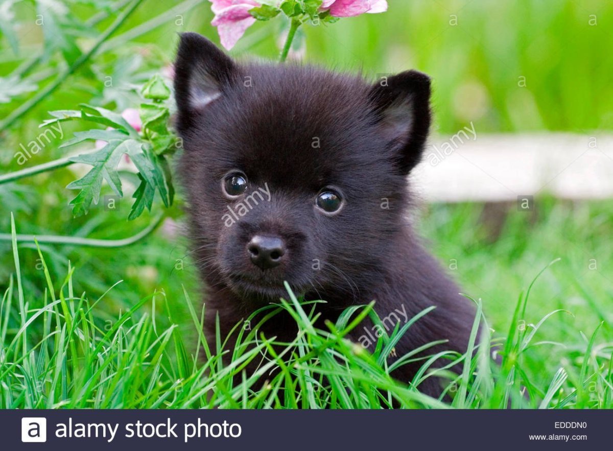 Порода собаки Шипка