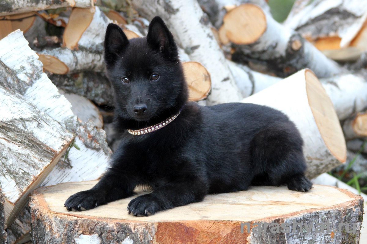 Порода собак шипперке Размеры