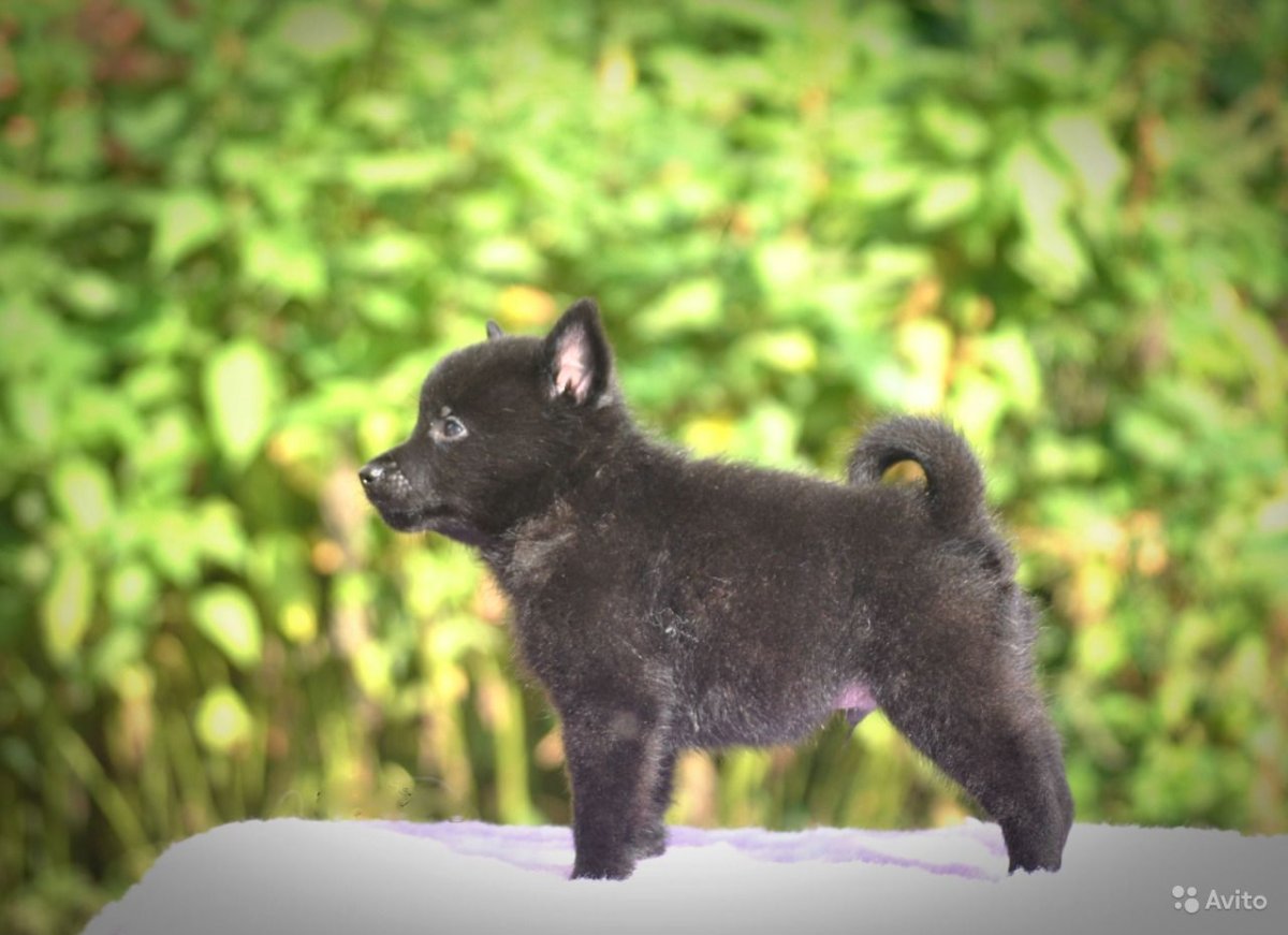 Щенки шипперке 4 месяца