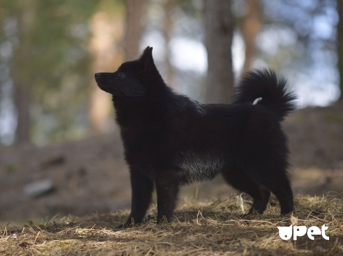 Бельгийская овчарка схипперке