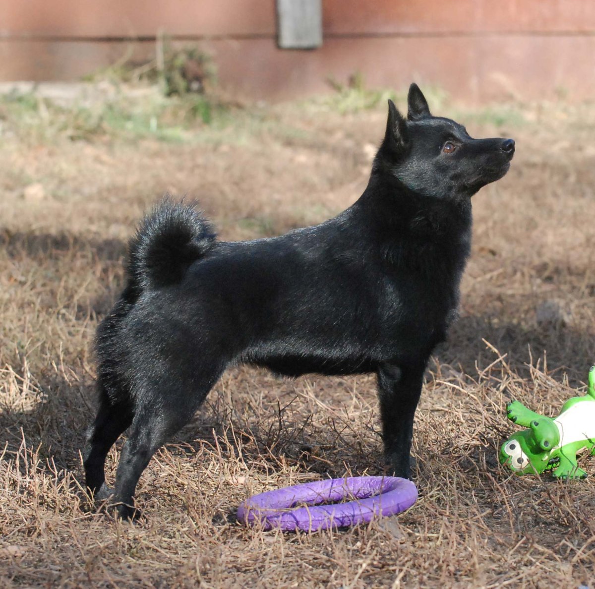 Черная собака без хвоста порода