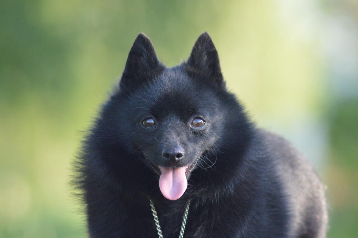 Бенгальская карликовая овчарка шипперке