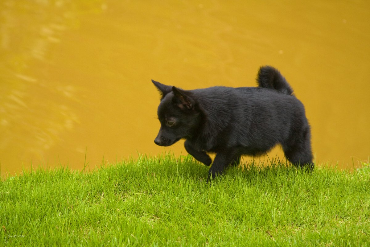 Самая маленькая овчарка черный дьявол фото